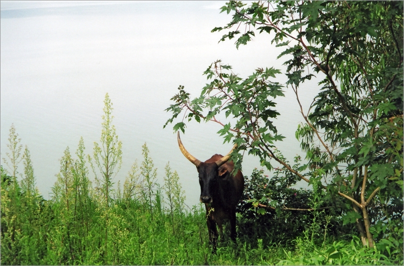 Vache, lac Kivu, Cyangugu © Carina Tertsakian